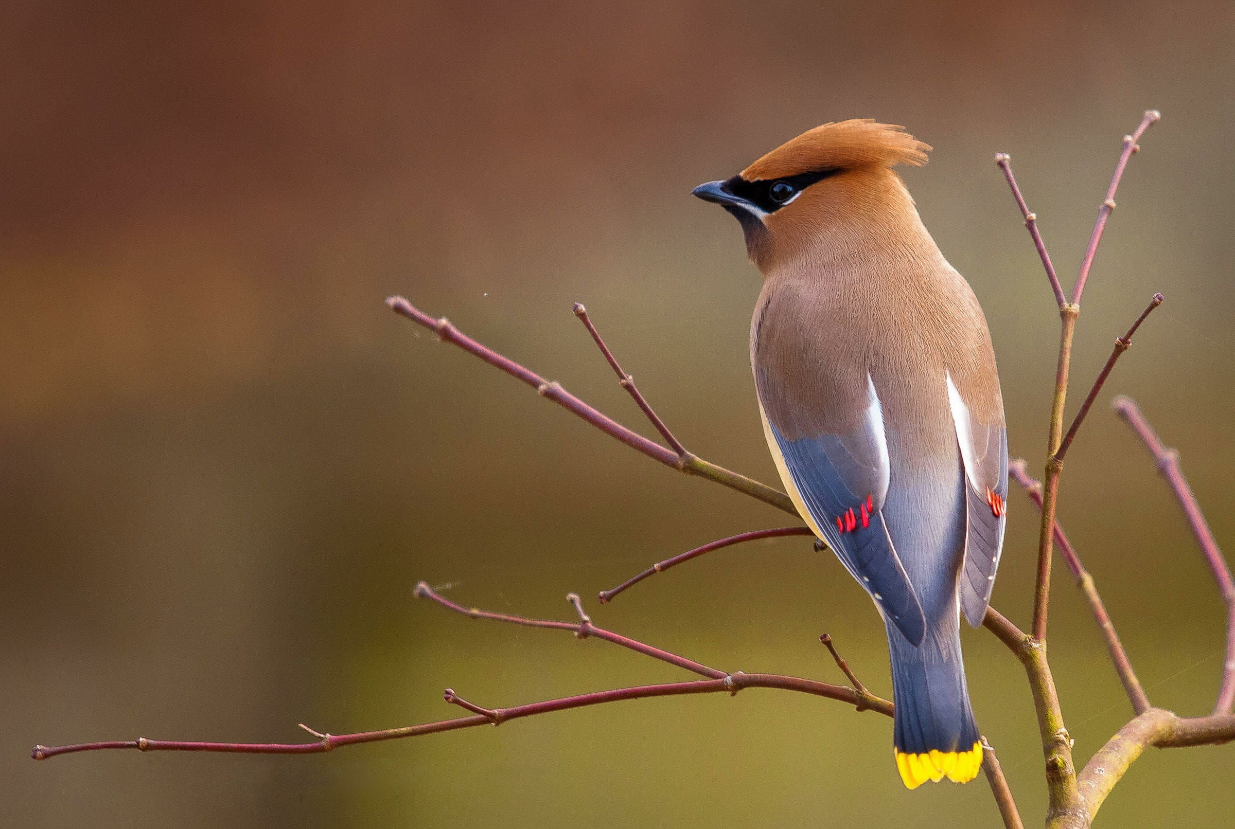 Novidade: Parque das Aves inaugura mais um atrativo ave