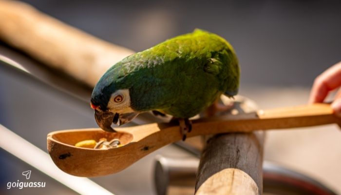 Foz do Iguaçu com a Família parque das aves
